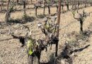 Ερώτηση ΚΚΕ: Σε απόγνωση οι παραγωγοί της Πελοποννήσου λόγω των ανυπολόγιστων ζημιών στην παραγωγή από τον πρόσφατο παγετό