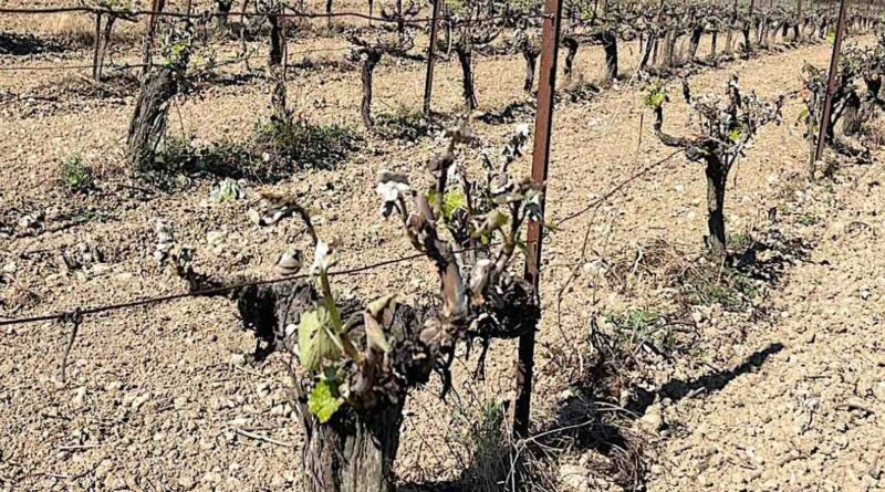 Ερώτηση ΚΚΕ: Σε απόγνωση οι παραγωγοί της Πελοποννήσου λόγω των ανυπολόγιστων ζημιών στην παραγωγή από τον πρόσφατο παγετό