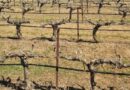 Ερώτηση του ΚΚΕ για Άμεση καταβολή των αποζημιώσεων που εκκρεμούν στους πληγέντες παραγωγούς Πελοποννήσου και αναθεώρηση του κανονισμού του ΕΛΓΑ