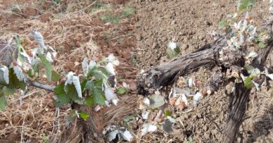 Σπύρος Ζαχαριάς: Την Τετάρτη 6 Μαΐου η εκτίμηση των ζημιών από τον παγετό στις περιοχές του Δήμου Νεμέας