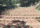 Φυτεία 857 δενδρυλλίων κάνναβης εντοπίσθηκε στην Αρκαδία