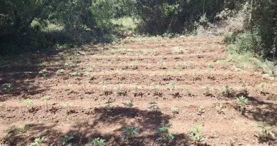 Φυτεία 857 δενδρυλλίων κάνναβης εντοπίσθηκε στην Αρκαδία
