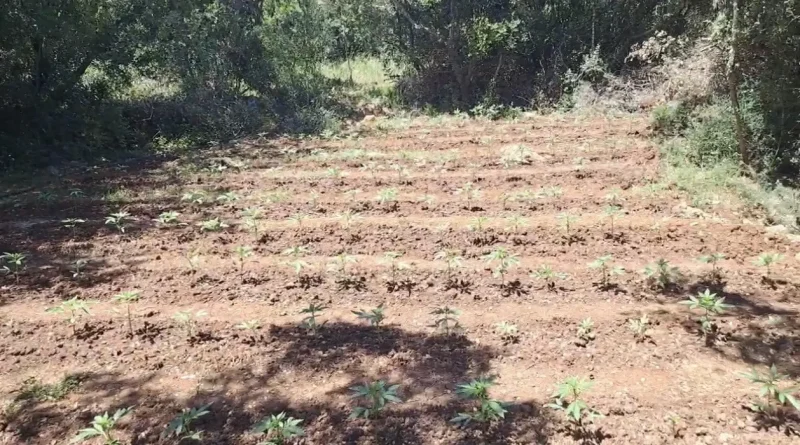 Φυτεία 857 δενδρυλλίων κάνναβης εντοπίσθηκε στην Αρκαδία