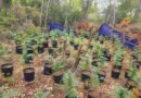 Εντoπίσθηκε φυτεία με 336 δενδρύλλια κάνναβης στην Κορινθία