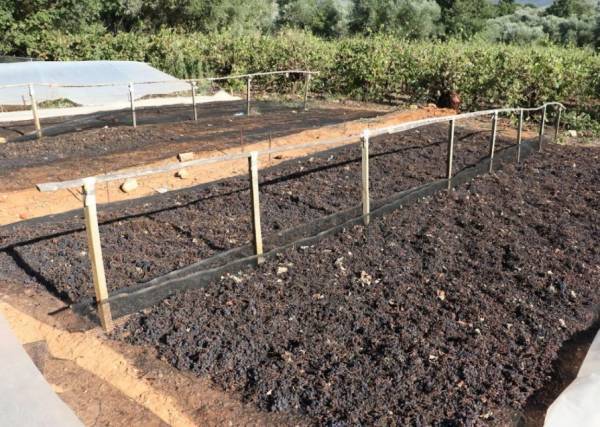 Κορινθιακή σταφίδα: Αυξημένη έως 20% η φετινή παραγωγή