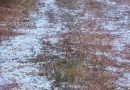 Σφοδρή χαλαζόπτωση στη Σκοτεινή Αργολίδας - Μεγάλες ζημιές στις καλλιέργειες