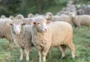Εξέλιξη της επιζωοτίας της ευλογιάς αιγοπροβάτων στην Περιφέρεια Πελοποννήσου