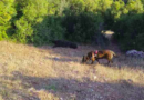 Δηλητηρίαση σκύλου στη Νεμέα: Κλήθηκε ο Κρόιφ της Γ’ ΚΟΠ για έρευνα στην περιοχή