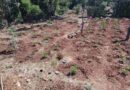 Φυτεία 1.561 δενδρυλλίων κάνναβης εντοπίσθηκε στην Αρκαδία