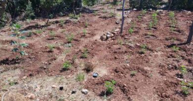 Φυτεία 1.561 δενδρυλλίων κάνναβης εντοπίσθηκε στην Αρκαδία