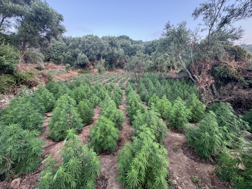 Μεσσηνία: Εντοπίστηκε φυτεία κάνναβης με 1.532 δενδρύλλια 
