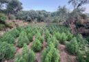 Μεσσηνία: Εντοπίστηκε φυτεία κάνναβης με 1.532 δενδρύλλια 