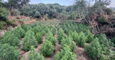 Μεσσηνία: Εντοπίστηκε φυτεία κάνναβης με 1.532 δενδρύλλια 