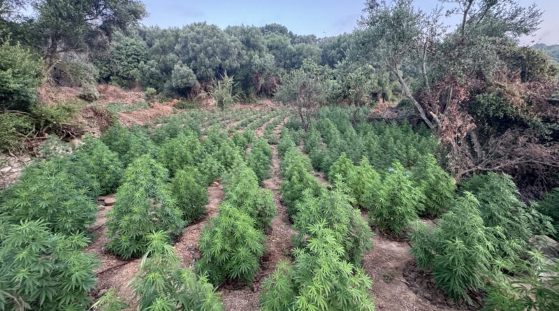 Μεσσηνία: Εντοπίστηκε φυτεία κάνναβης με 1.532 δενδρύλλια 