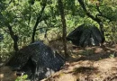 Κορινθία: Ταυτοποιήθηκε 60χρονος για τη φυτεία κάνναβης με 890 δενδρύλλια