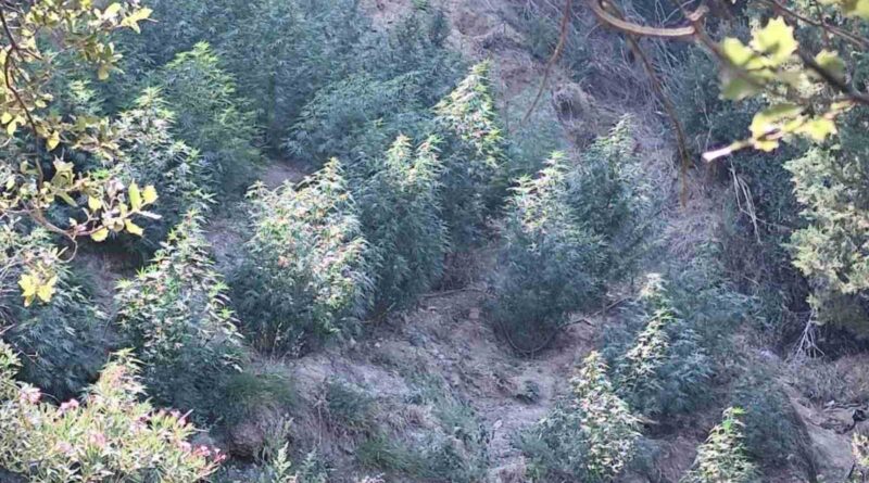 Εντοπίστηκε φυτεία με 40 δενδρύλλια κάνναβης στον Ταΰγετο – Συνελήφθη 68χρονος