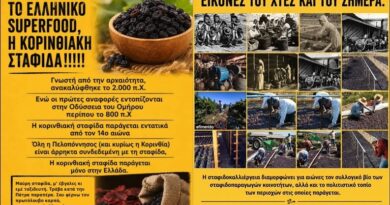 Κορινθιακή Σταφίδα: Ο τρύγος της μνήμης και της συνέχειας