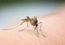 Ιατρικός Σύλλογος Αργολίδας για τον ιό του Δυτικού Νείλου Ι