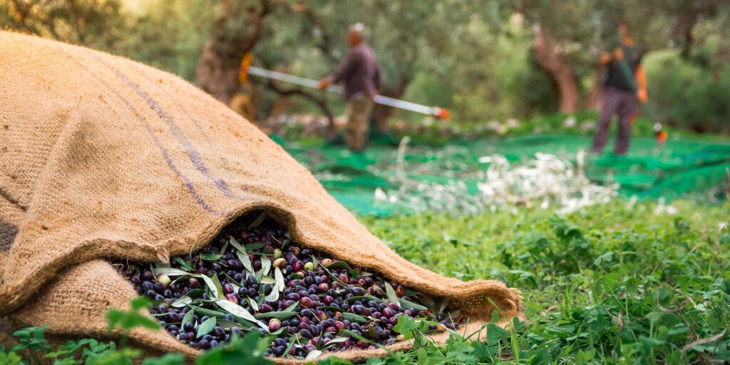 Παράταση εφαρμογής της υποχρεωτικής δήλωσης συγκομιδής ελαιοκάρπου