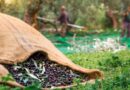 Παράταση εφαρμογής της υποχρεωτικής δήλωσης συγκομιδής ελαιοκάρπου