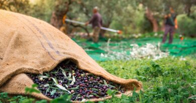 Παράταση εφαρμογής της υποχρεωτικής δήλωσης συγκομιδής ελαιοκάρπου