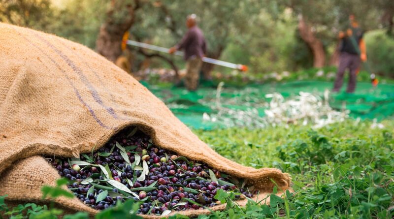Παράταση εφαρμογής της υποχρεωτικής δήλωσης συγκομιδής ελαιοκάρπου