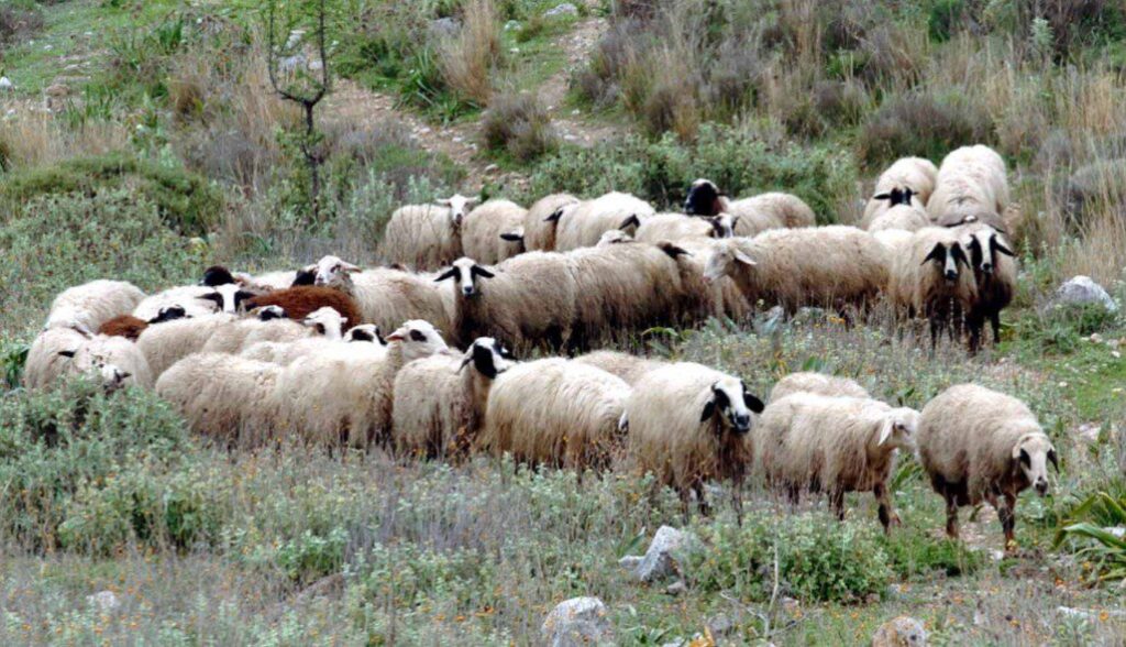 ΥΠΑΑΤ: 16,8 εκατ. ευρώ σε κτηνοτρόφους για απώλεια εισοδήματος