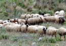 ΥΠΑΑΤ: 16,8 εκατ. ευρώ σε κτηνοτρόφους για απώλεια εισοδήματος