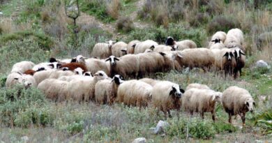 ΥΠΑΑΤ: 16,8 εκατ. ευρώ σε κτηνοτρόφους για απώλεια εισοδήματος
