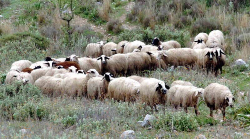 ΥΠΑΑΤ: 16,8 εκατ. ευρώ σε κτηνοτρόφους για απώλεια εισοδήματος