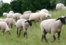 Αποζημιώσεις 4,2 εκατ. ευρώ για θανατωθέντα ζώα λόγω ευλογιάς