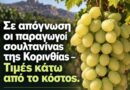Σε απόγνωση οι παραγωγοί σουλτανίνας της Κορινθίας - Τιμές κάτω από το κόστος