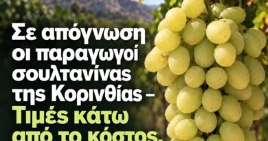 Σε απόγνωση οι παραγωγοί σουλτανίνας της Κορινθίας - Τιμές κάτω από το κόστος