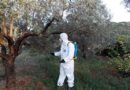 Νεμέα: Δολωματικοί ψεκασμοί για την καταπολέμηση του δάκου της ελιάς - Οδηγίες για Παραγωγούς