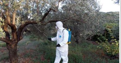 Νεμέα: Δολωματικοί ψεκασμοί για την καταπολέμηση του δάκου της ελιάς - Οδηγίες για Παραγωγούς