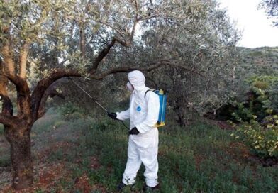 Νεμέα: Δολωματικοί ψεκασμοί για την καταπολέμηση του δάκου της ελιάς - Οδηγίες για Παραγωγούς