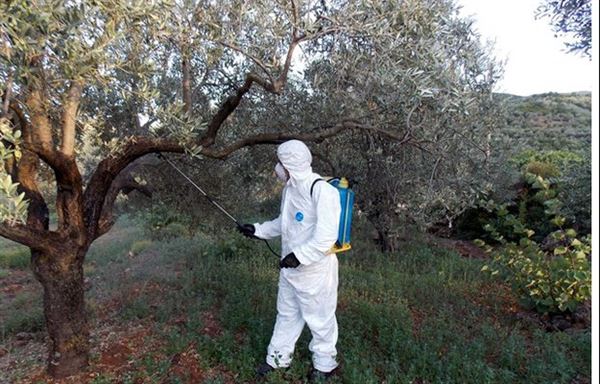 Νεμέα: Δολωματικοί ψεκασμοί για την καταπολέμηση του δάκου της ελιάς - Οδηγίες για Παραγωγούς