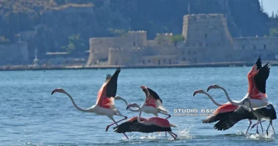 Ναύπλιο: Μοναδικές εικόνες με εντυπωσιακά φλαμίνγκο στα νερά του υδροβιότοπου