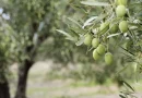 Νεμέα: Πωλείται αγροτεμάχιο με ελαιόδεντρα 2 στρέμματα