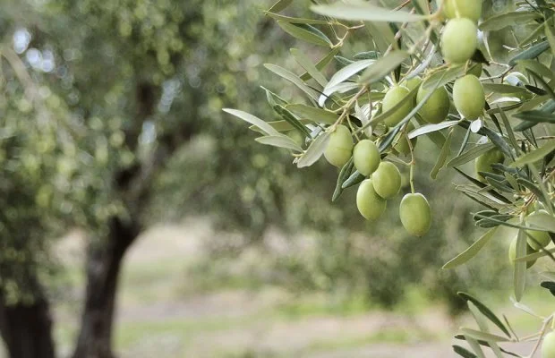 Νεμέα: Πωλείται αγροτεμάχιο με ελαιόδεντρα 2 στρέμματα