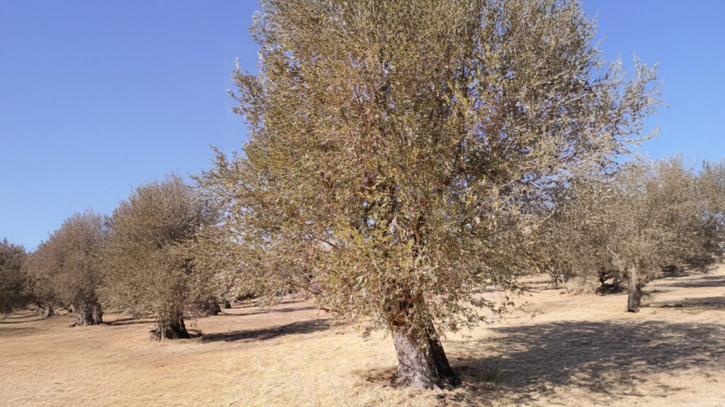 Ευρωκοινοβουλευτική Ομάδα του ΚΚΕ: «Δεν ξέρει, δεν άκουσε» για μονοπώλια η Κομισιόν, ούτε για τον στραγγαλισμό σε βάρος των ελαιοπαραγωγών με τη βούλα της ΚΑΠ