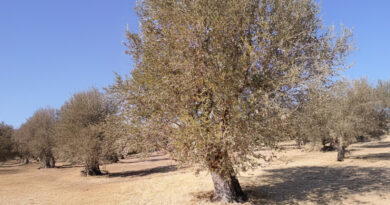 Ευρωκοινοβουλευτική Ομάδα του ΚΚΕ: «Δεν ξέρει, δεν άκουσε» για μονοπώλια η Κομισιόν, ούτε για τον στραγγαλισμό σε βάρος των ελαιοπαραγωγών με τη βούλα της ΚΑΠ