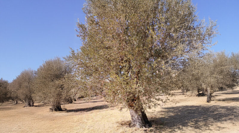 Ευρωκοινοβουλευτική Ομάδα του ΚΚΕ: «Δεν ξέρει, δεν άκουσε» για μονοπώλια η Κομισιόν, ούτε για τον στραγγαλισμό σε βάρος των ελαιοπαραγωγών με τη βούλα της ΚΑΠ