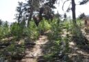 Φυτεία 2.189 δενδρυλλίων κάνναβης εντοπίσθηκε στην Κορινθία
