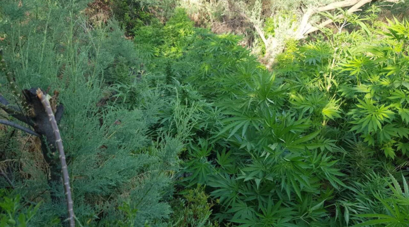 Εντοπίστηκε φυτεία με 505 δενδρύλλια κάνναβης στη Μεσσηνία