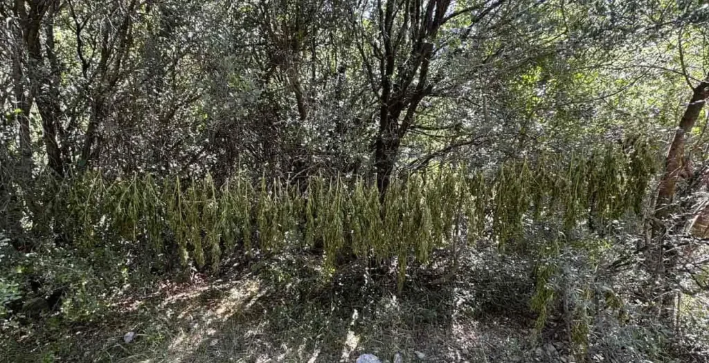Φυτεία 330 δενδρυλλίων κάνναβης εντοπίσθηκε στην Αχαΐα
