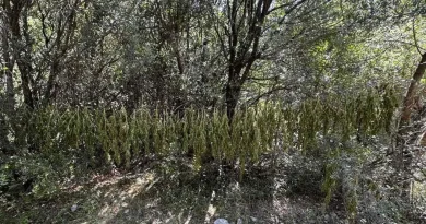 Φυτεία 330 δενδρυλλίων κάνναβης εντοπίσθηκε στην Αχαΐα