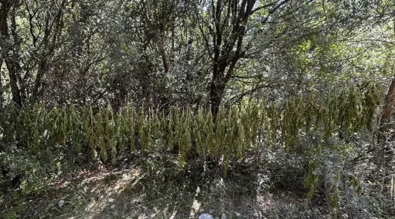 Φυτεία 330 δενδρυλλίων κάνναβης εντοπίσθηκε στην Αχαΐα