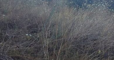 Σε 10 χρόνια δεν θα έχουμε τι να φάμε και κανείς δεν μιλάει