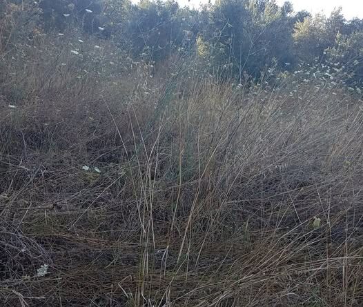 Σε 10 χρόνια δεν θα έχουμε τι να φάμε και κανείς δεν μιλάει